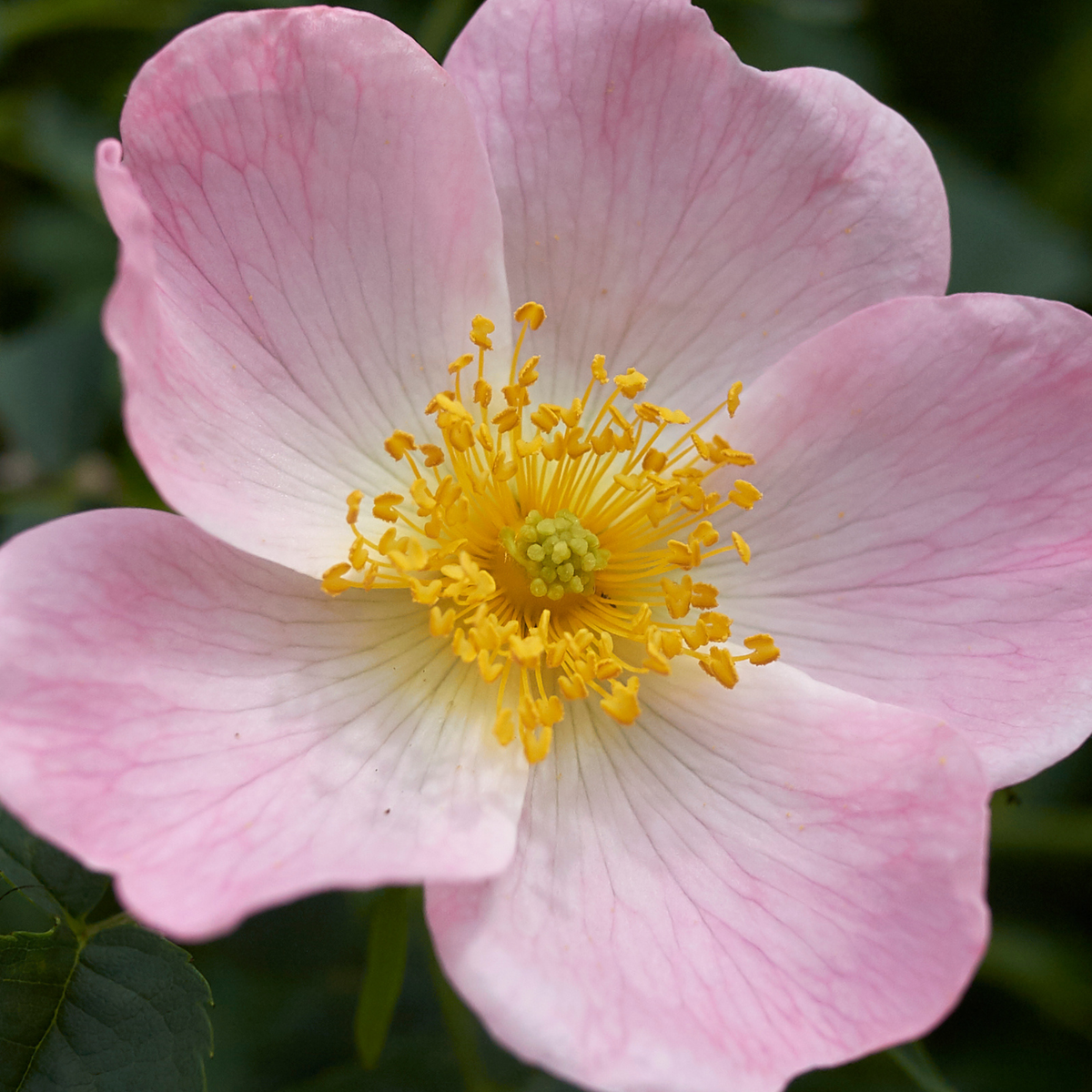 Rosehip CO₂ Extract